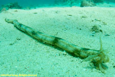 sea cucumber